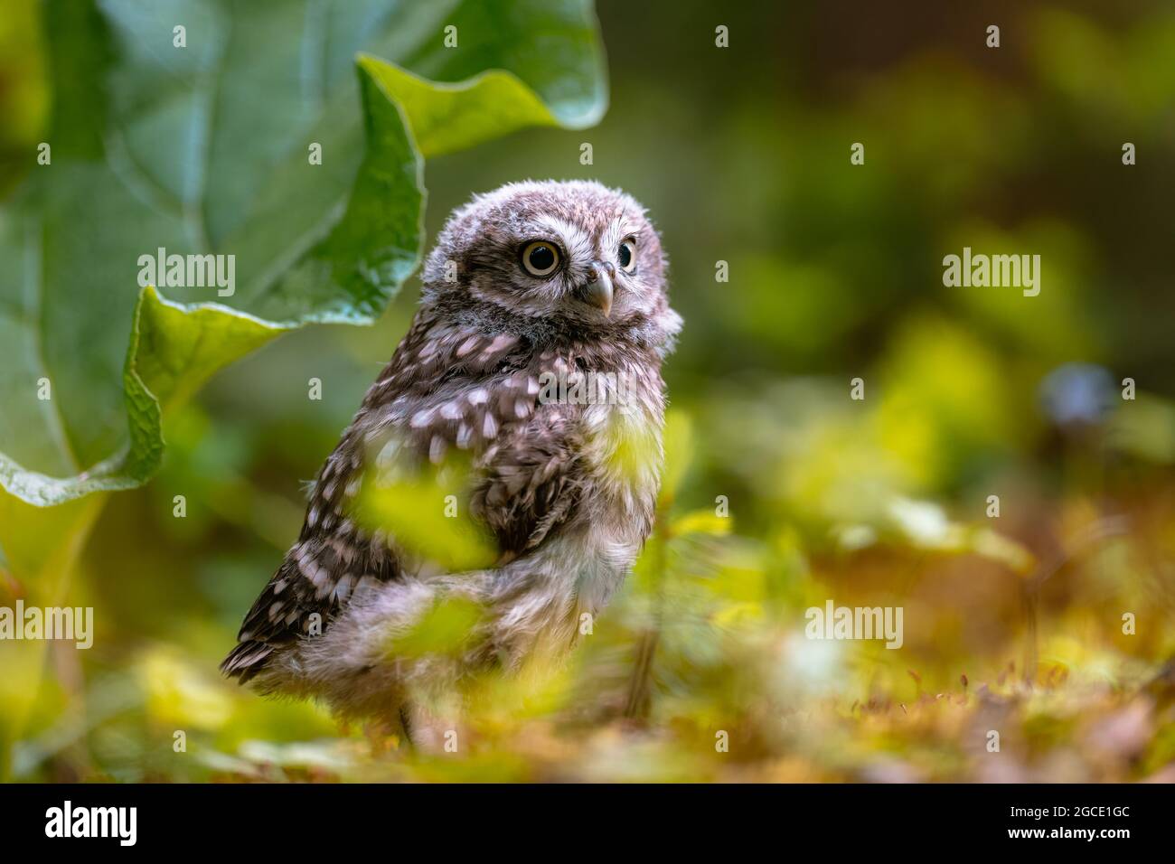 Die kleine Eule (Athene noctua), niedliches Eulenjunges, schöne große Augen, Waldumgebung, schönes Licht. Stockfoto