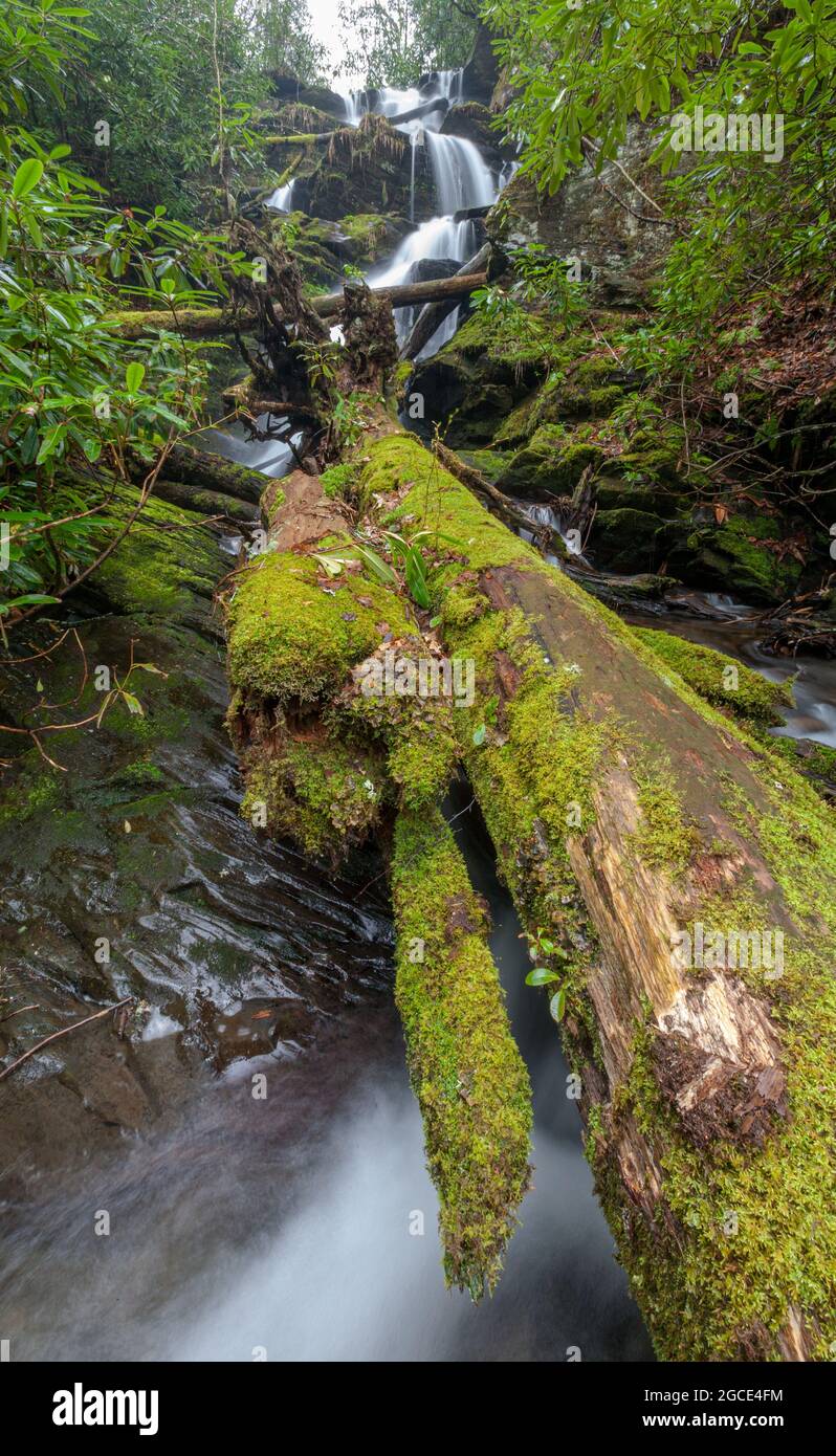 Fires Creek Gebiet im Nantahala National Forest Stockfoto