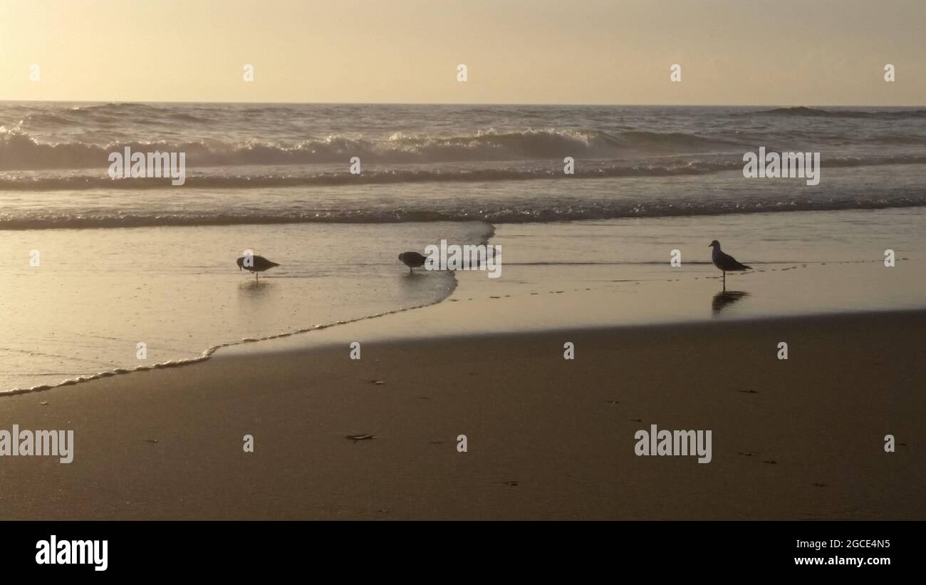 3 Vögel an einem Gold Coast Strand bei Sonnenaufgang bei Ebbe Stockfoto