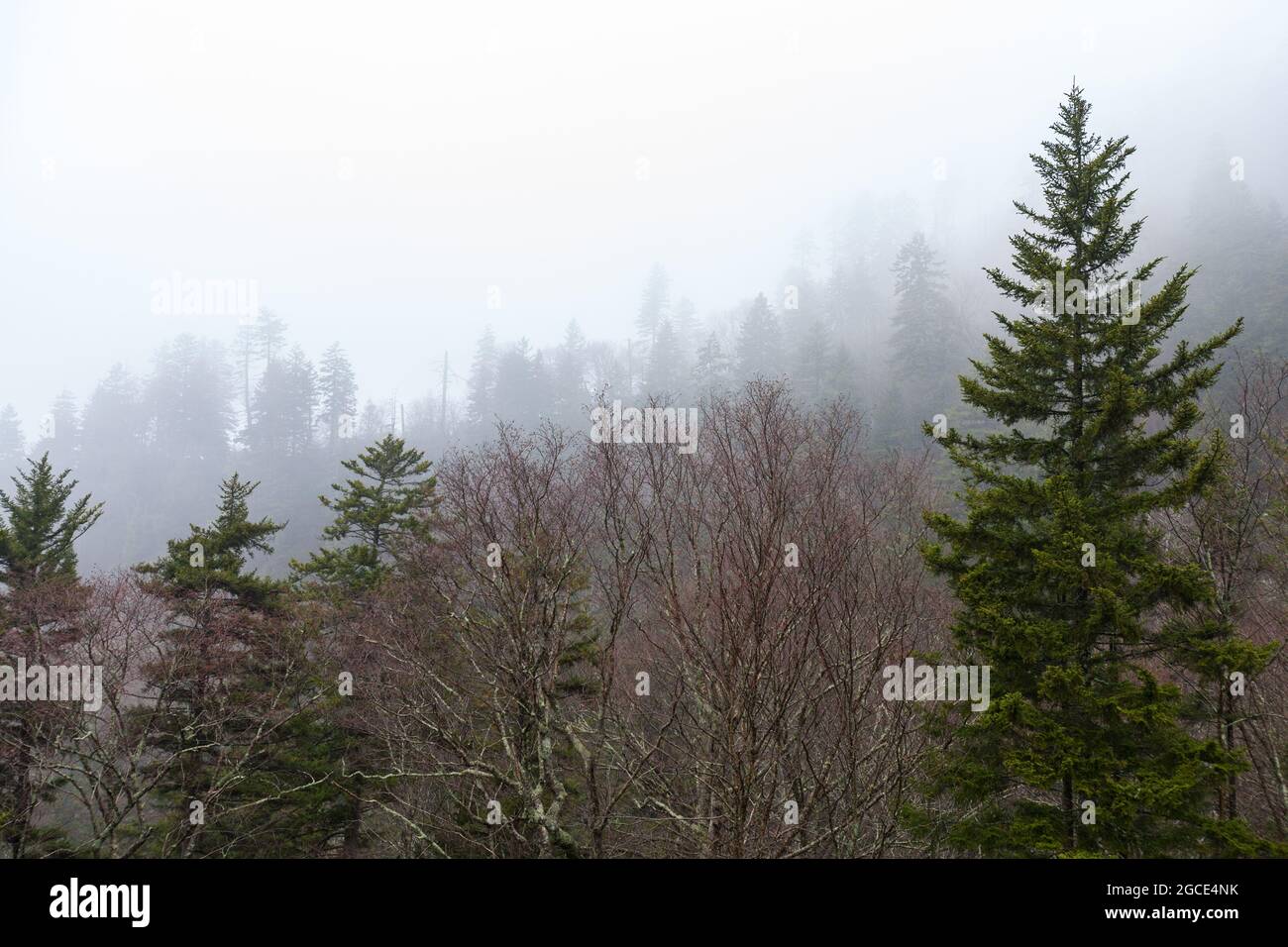 Winterblick in das Sugarlands Valley im Great Smoky Mountains National Park Stockfoto