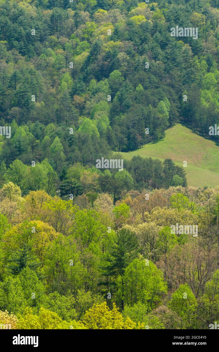 Greening Forest vom Foothills Parkway in East Tennessee Stockfoto