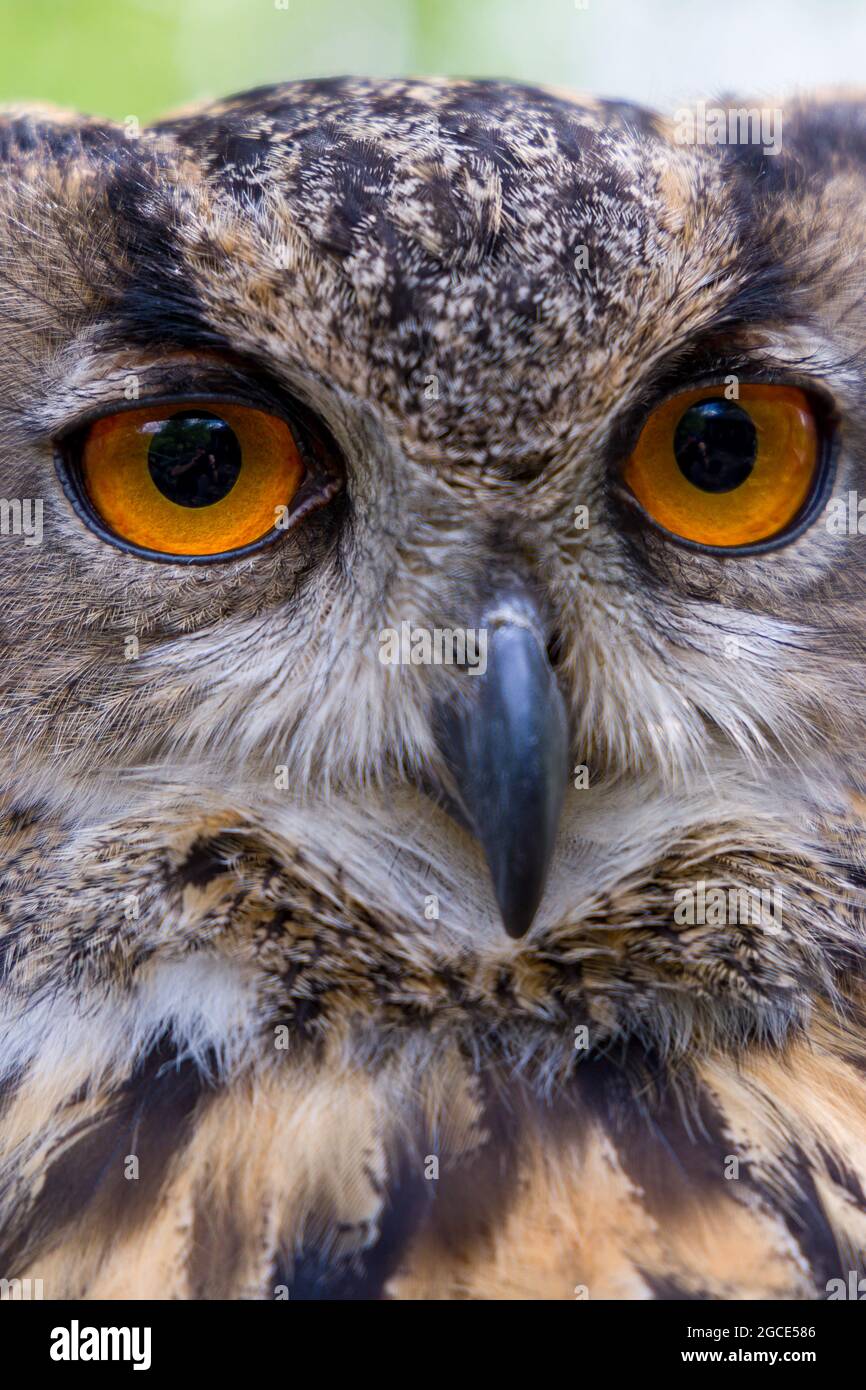 Porträt einer eurasischen Adlereule (Bubo bubo) Stockfoto