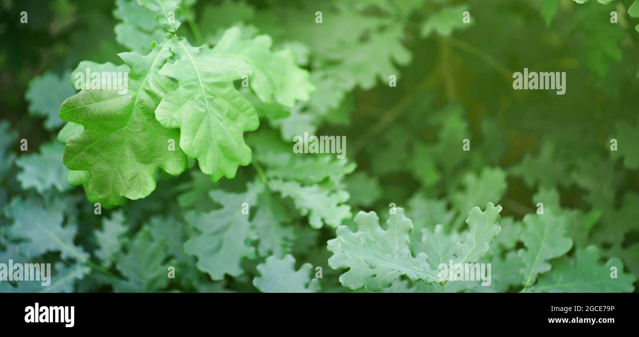 Grüne Eichenblätter aus der Nähe. Hochwertige Fotos Stockfoto