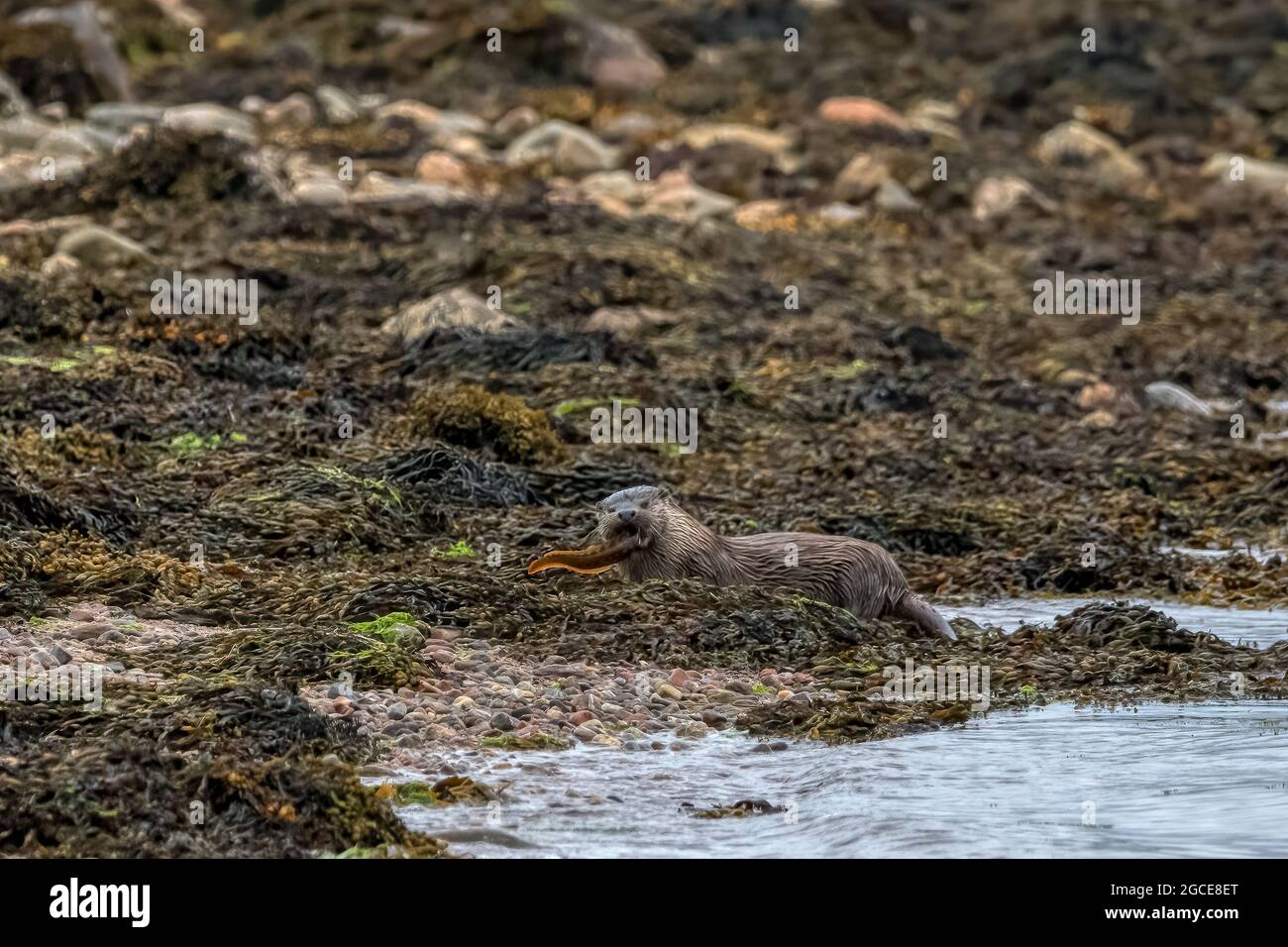 Ein wilder Fischotter, Lutra lutra, ernährt sich von einem Fisch, den er in Basta Voe auf Yell, Shetland, gefangen hat. Stockfoto