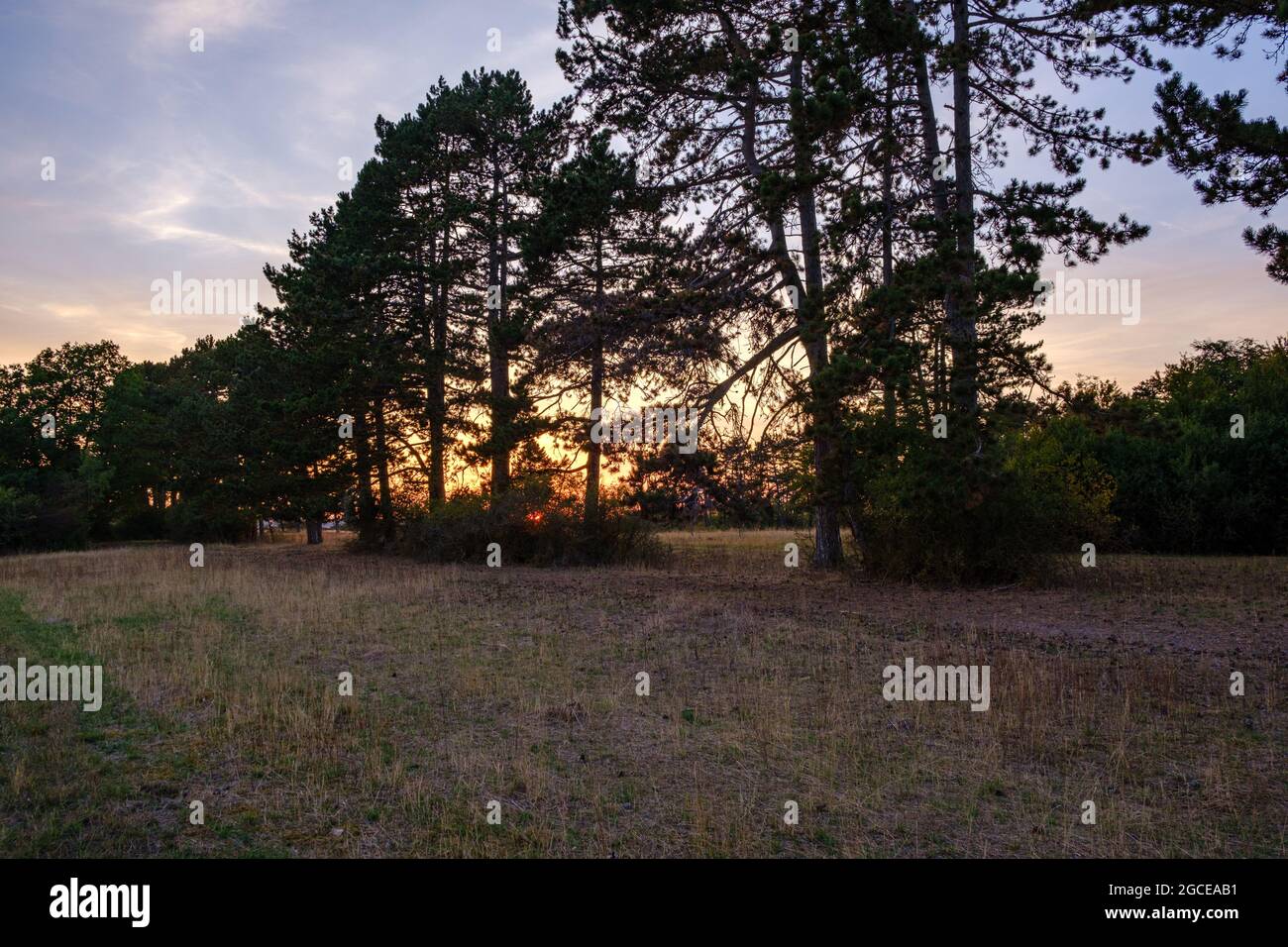 Deutscher Wald bei Sonnenuntergang im Brachenleite-Integralnaturschutzgebiet bei Tauberbischofsheim. Stockfoto