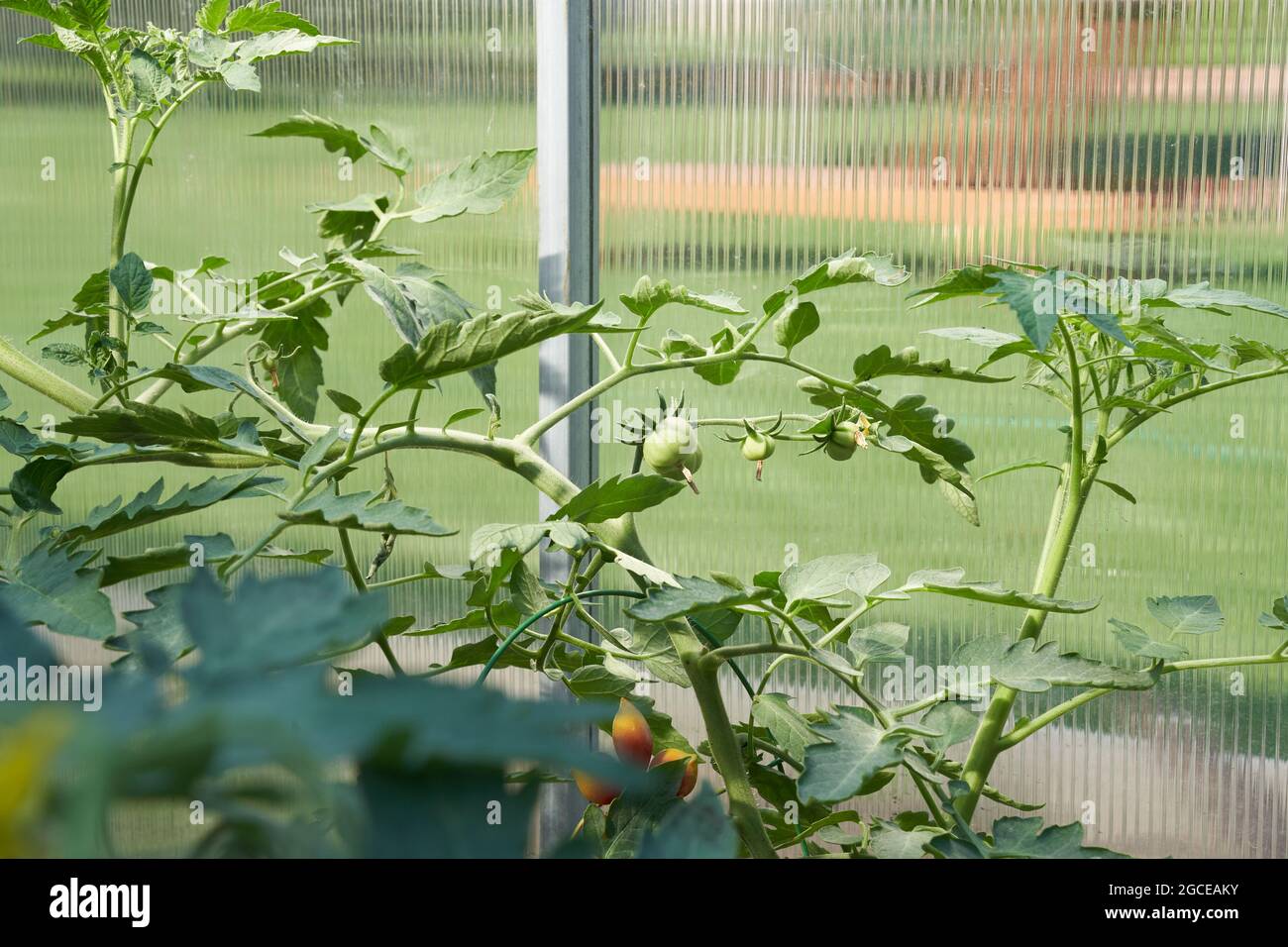 Grüne Tomatenpflanzen im Gewächshaus. Ökologischer Landbau, Anbau junger Tomatenpflanzen in einem Gewächshaus. Hochwertige Fotos Stockfoto
