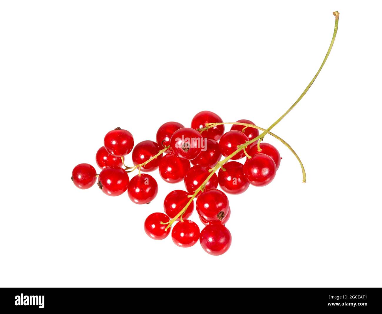 Johannisbeeren isoliert auf weißem Hintergrund. Rote Johannisbeere. Stockfoto