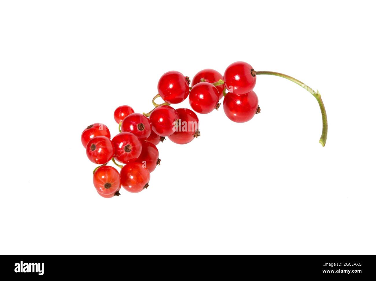 Johannisbeeren isoliert auf weißem Hintergrund. Rote Johannisbeere. Stockfoto