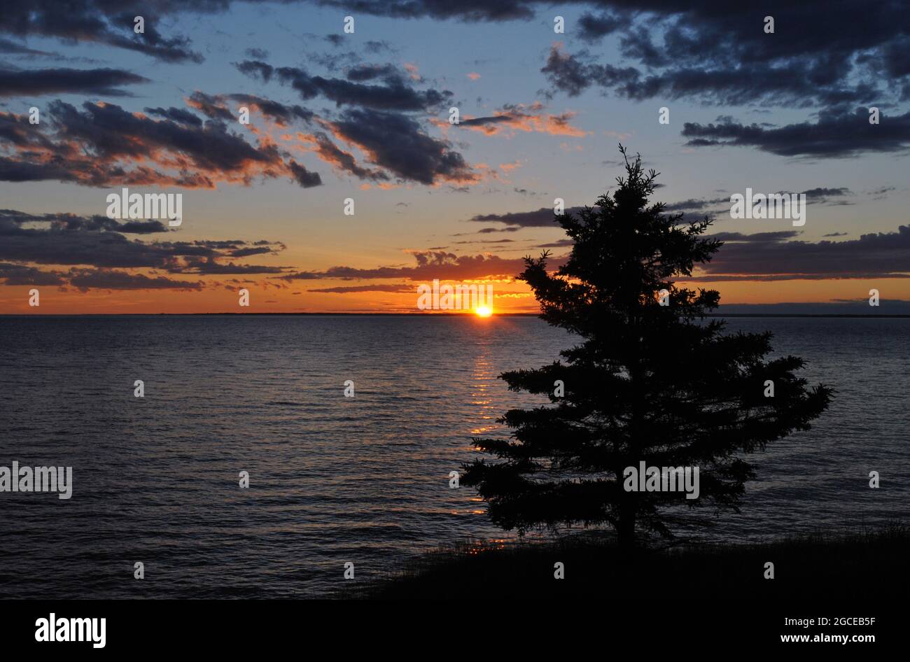 Ein einsamer Baum steht in Silhouette, als die Sonne über der Northumberland Strait auf Prince Edward Island untergeht. Stockfoto