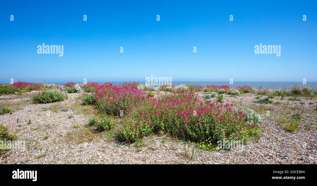 Wilde Blumen an einem Kiesstrand Aldeburgh Suffolk Stockfoto