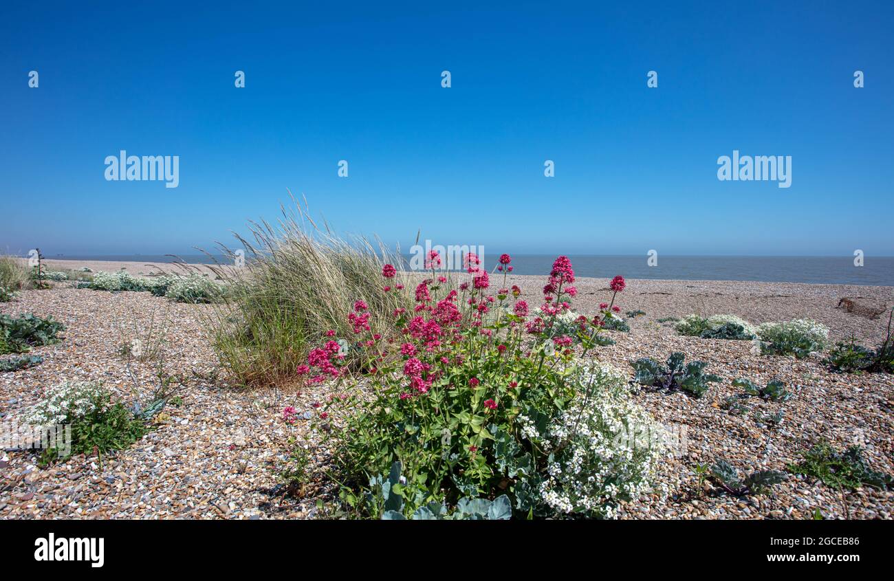 Wilde Blumen an einem Kiesstrand Aldeburgh Suffolk Stockfoto