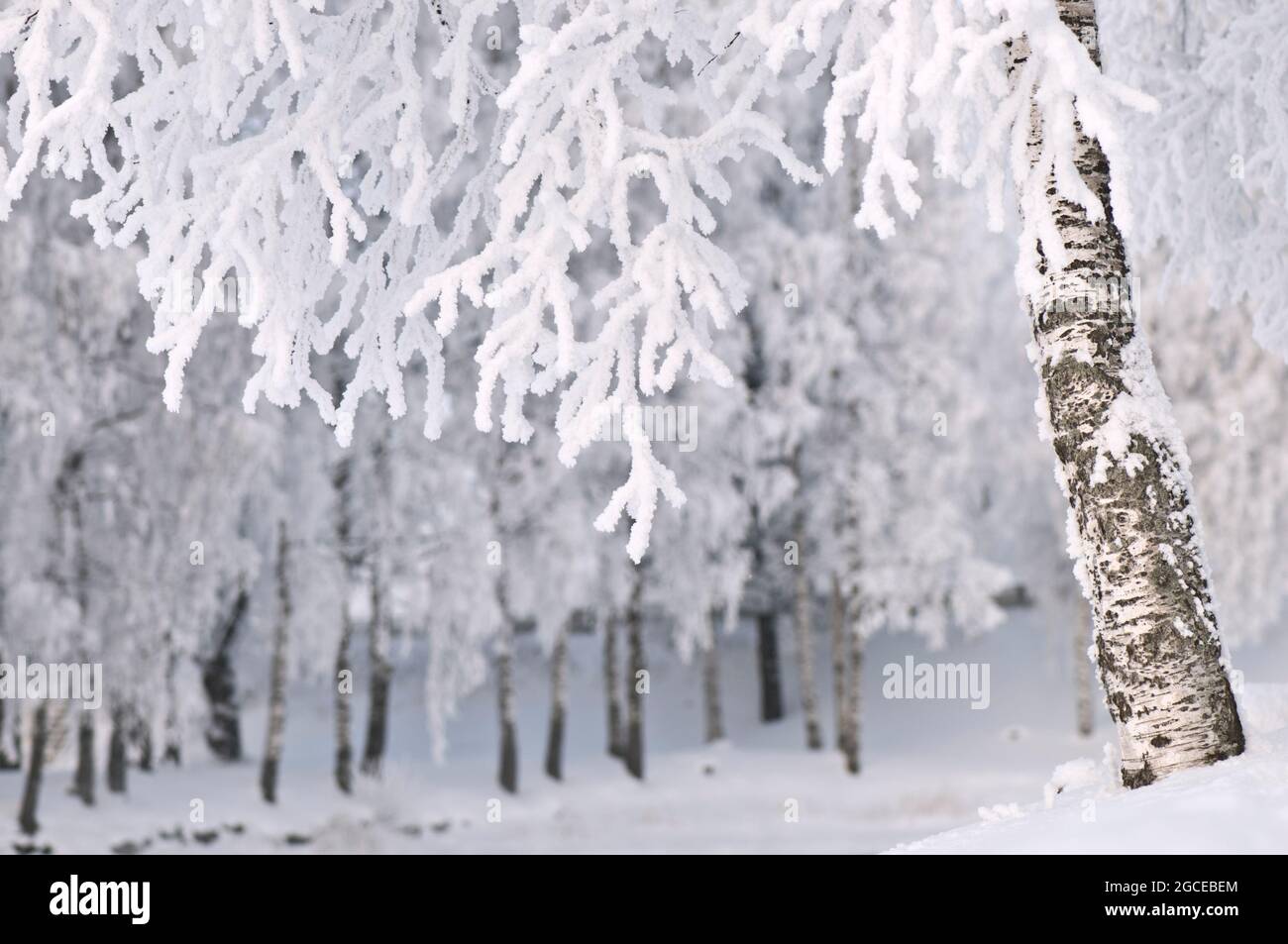 Frost und schneebedeckte Birke. Stockfoto