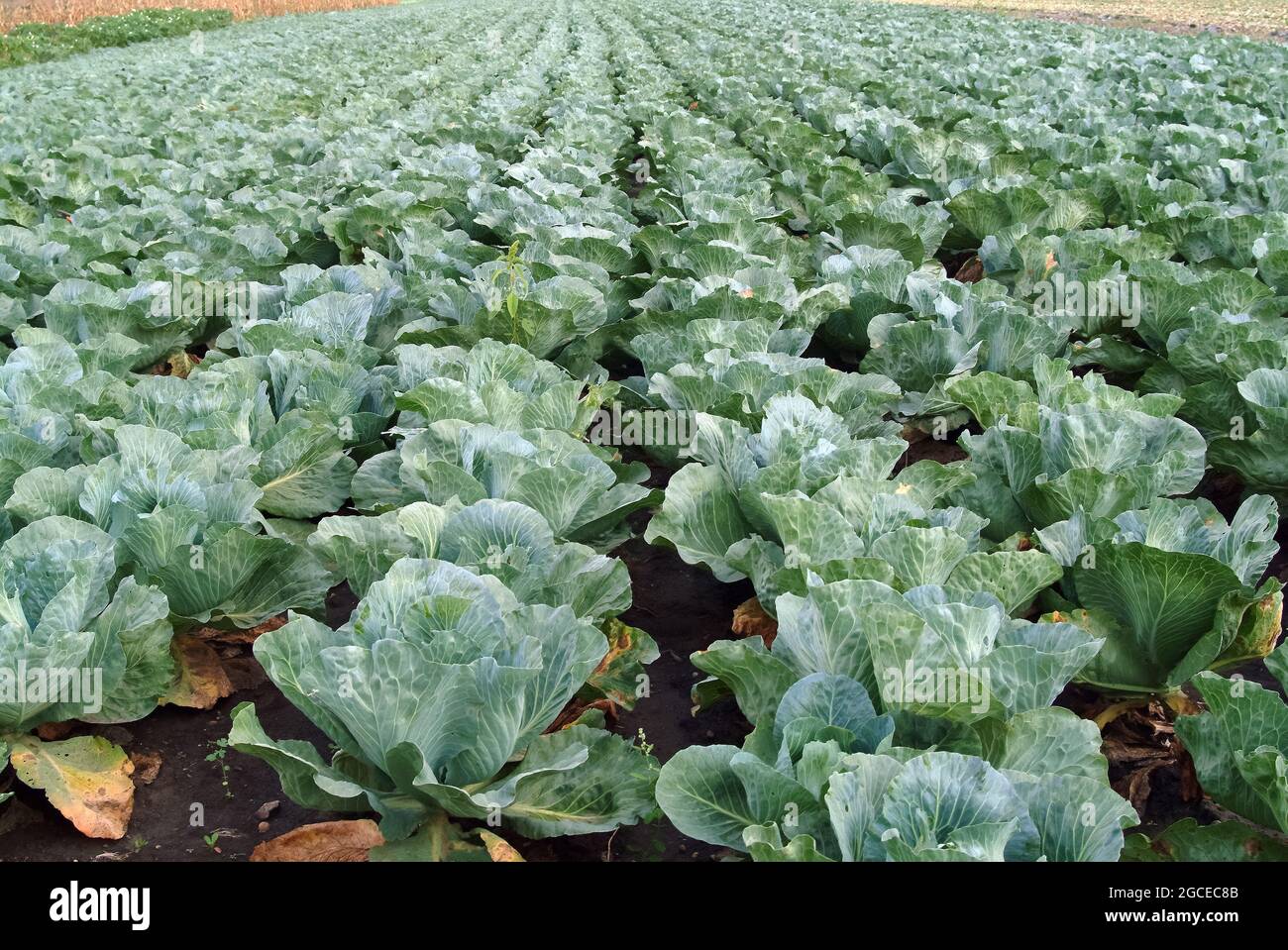 Kohl, Weißkohl, Weißkraut, Brassica oleracea convar. Capitata var. alba, fejes káposzta, Édes káposzta, Ungarn, Magyarország, Europa Stockfoto