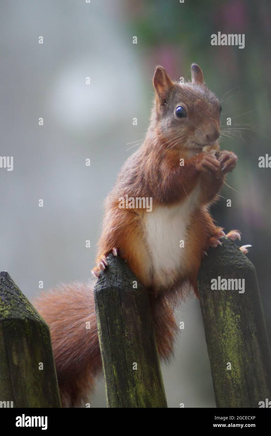 Niedliches Eichhörnchen im Garten Stockfoto