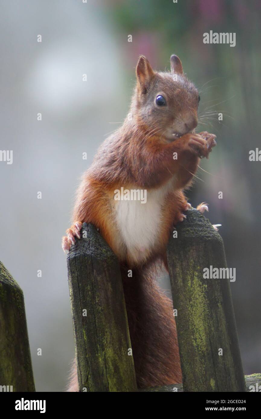 Niedliches Eichhörnchen im Garten Stockfoto