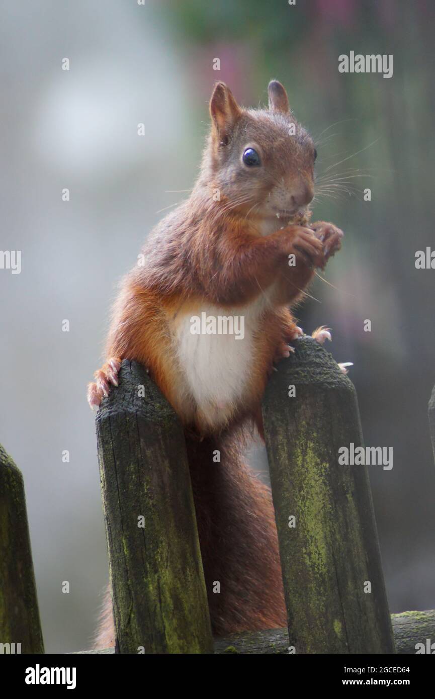 Niedliches Eichhörnchen im Garten Stockfoto