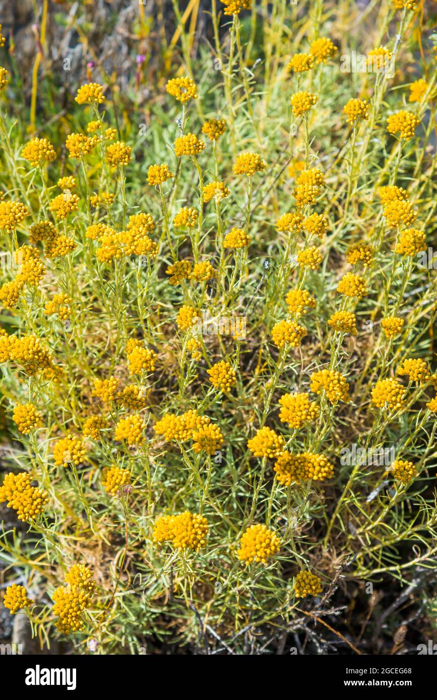 Helichrysum estoeches Pflanze. Stockfoto
