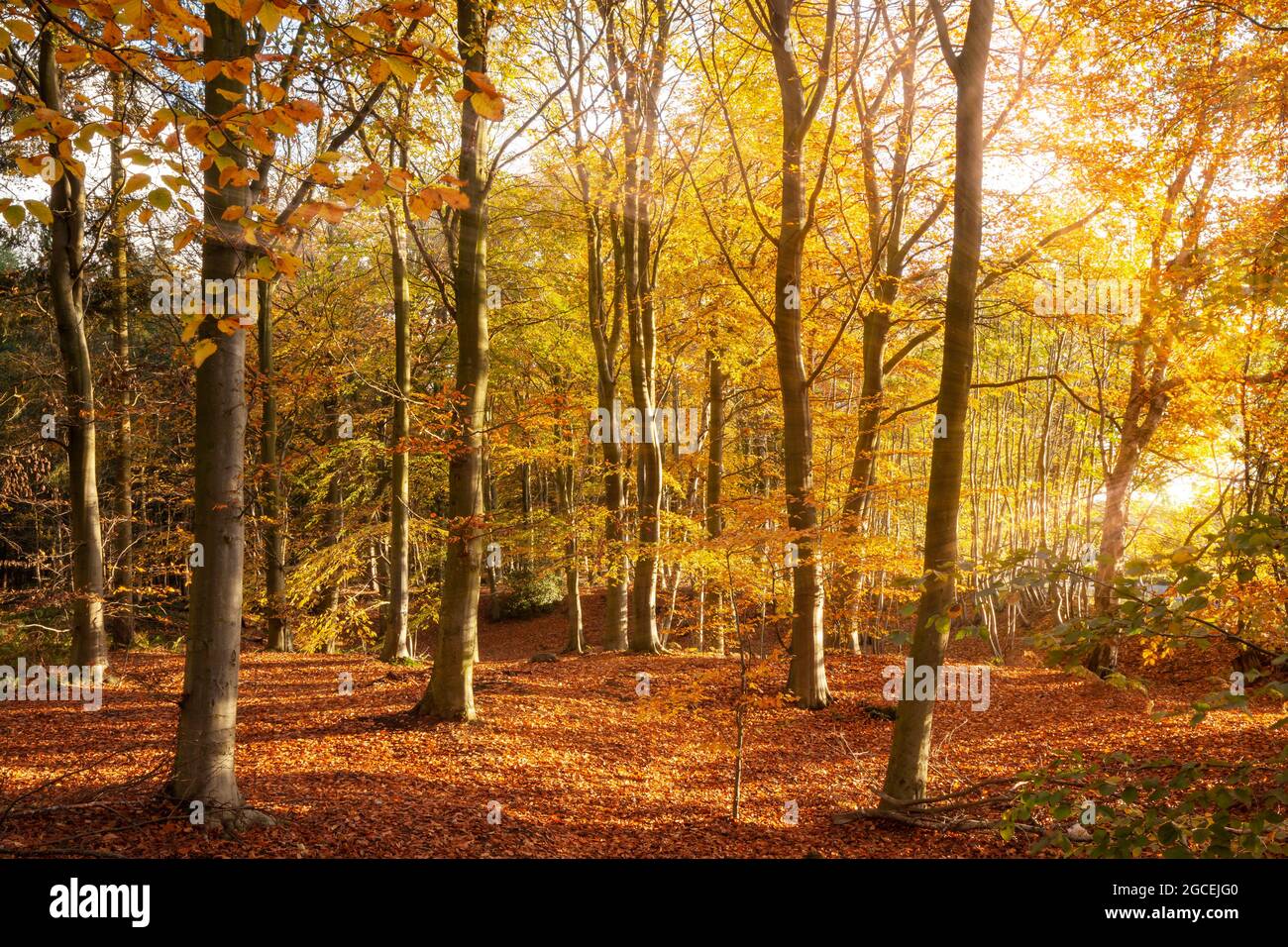 Erstaunliche Herbst Waldlandschaft und golden orangen Blättern. Morgen Sonnenaufgang saisonaler Herbst im Wald Stockfoto
