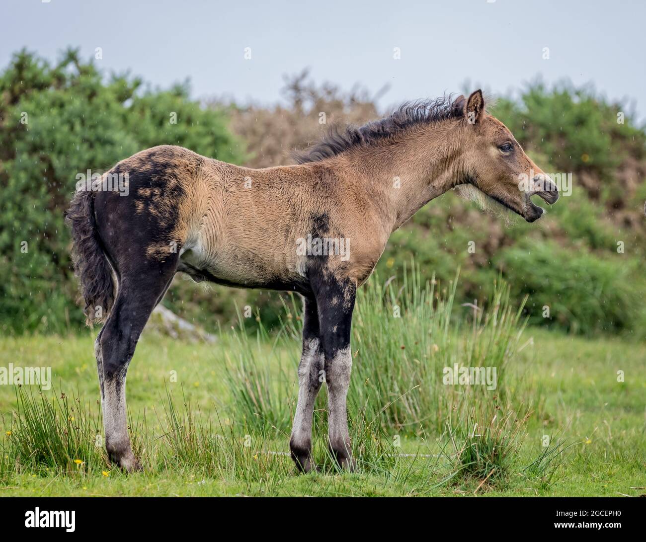 Junge wilde Dartmoor-Pony, die auf Dartmoor aufrasen Stockfoto