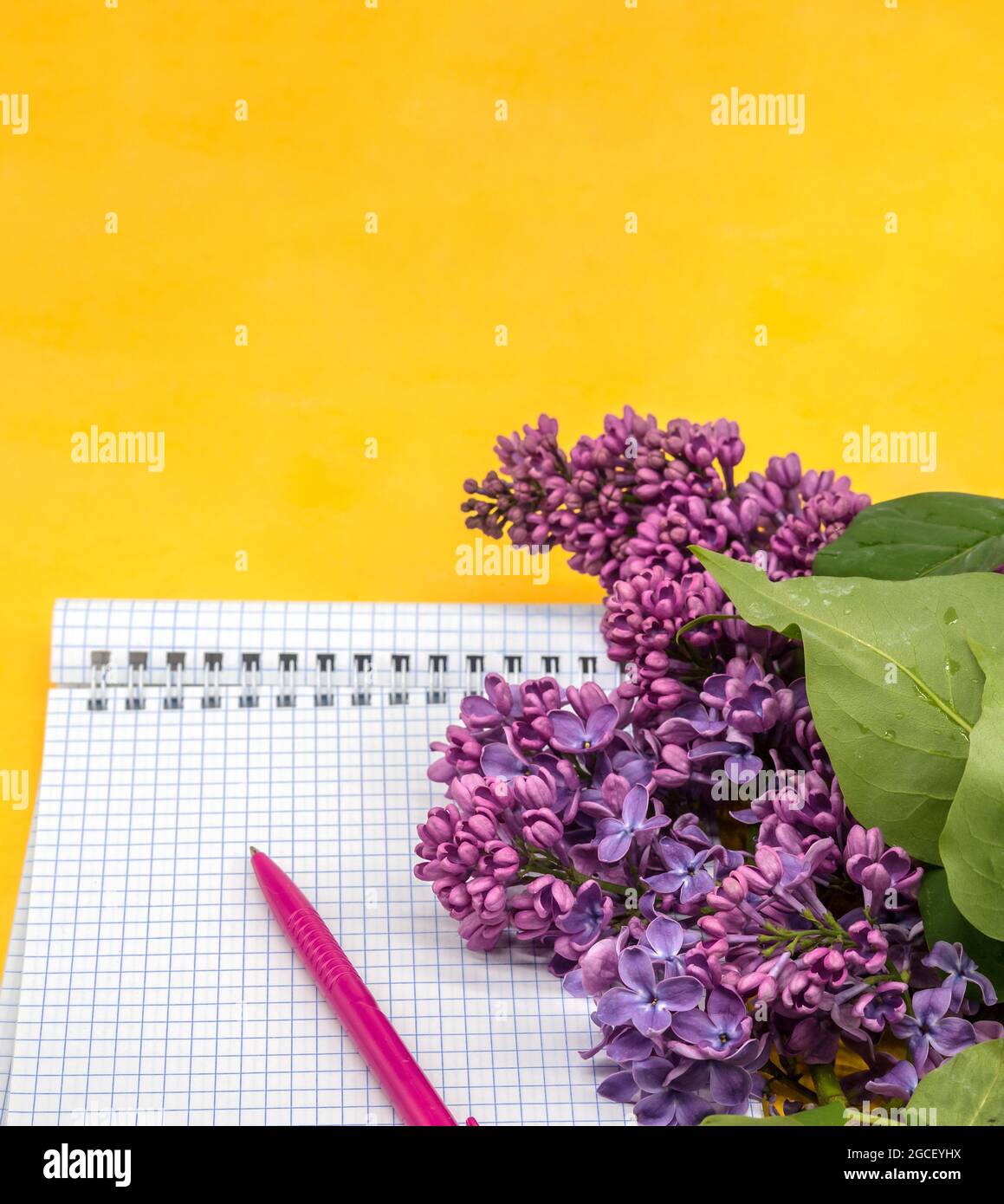 Notebook-Flieder auf gelbem Hintergrund. Spiralnotizbuch und Stift. Notizblock mit Stift und Blumen. Stockfoto