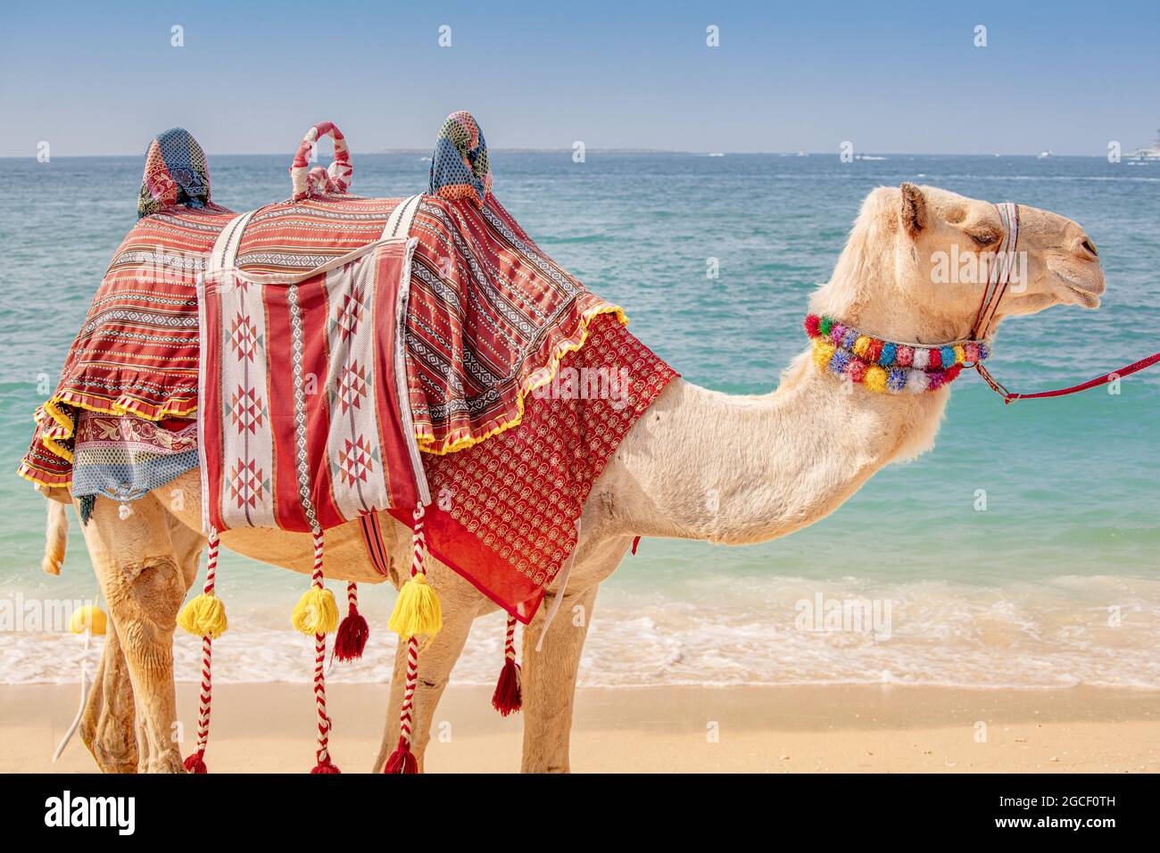 Auf dem Hintergrund des Meeres wartet ein geschmücktes Kamel auf Touristen. Reiseabenteuer in Arabien und Afrika Stockfoto