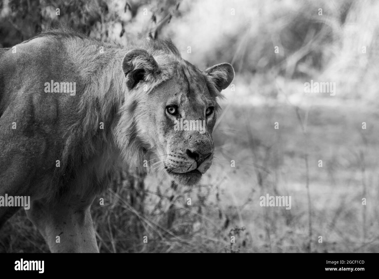 Sambia, Süd-Luangwa. Männlicher afrikanischer Löwe (WILD: Panthera leo) in Schwarzweiß Stockfoto