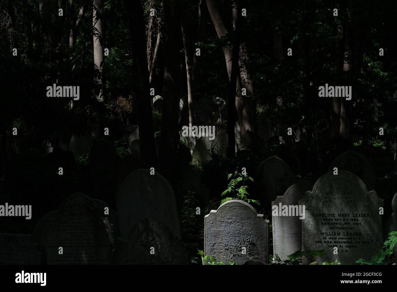 Historische Grabsteine zwischen Bäumen auf stimmungsvollem Waldfriedhof Stockfoto