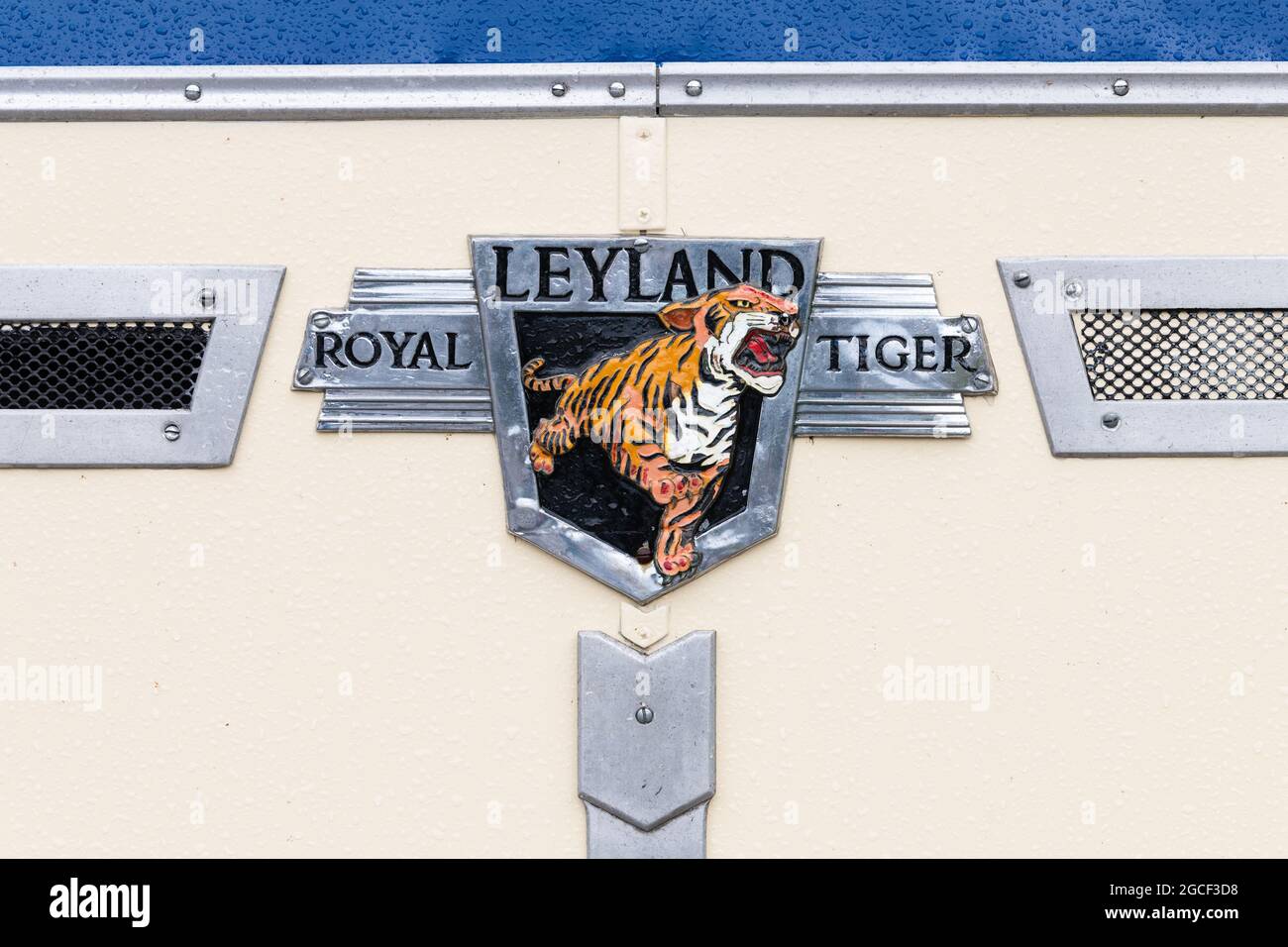 Leyland Royal Tiger-Abzeichen auf einem alten, mit Blauvögeln bemalten Bus - Schottland, Großbritannien Stockfoto