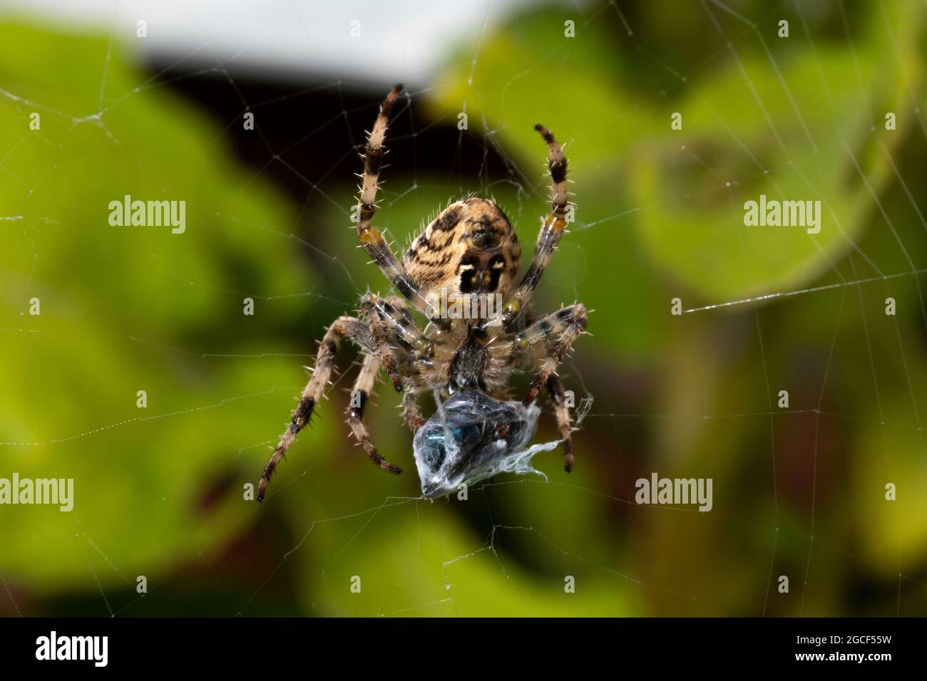 Gartenspinne mit Beute Stockfoto