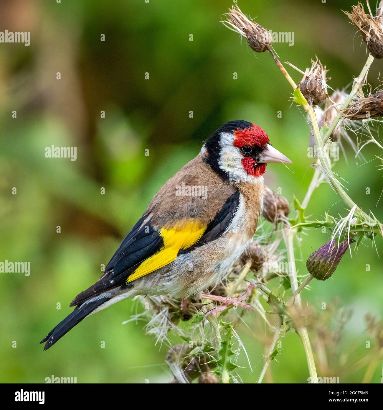 Eurasischer Goldfink (Carduelis carduelis), der Thistle Seeds frisst Stockfoto