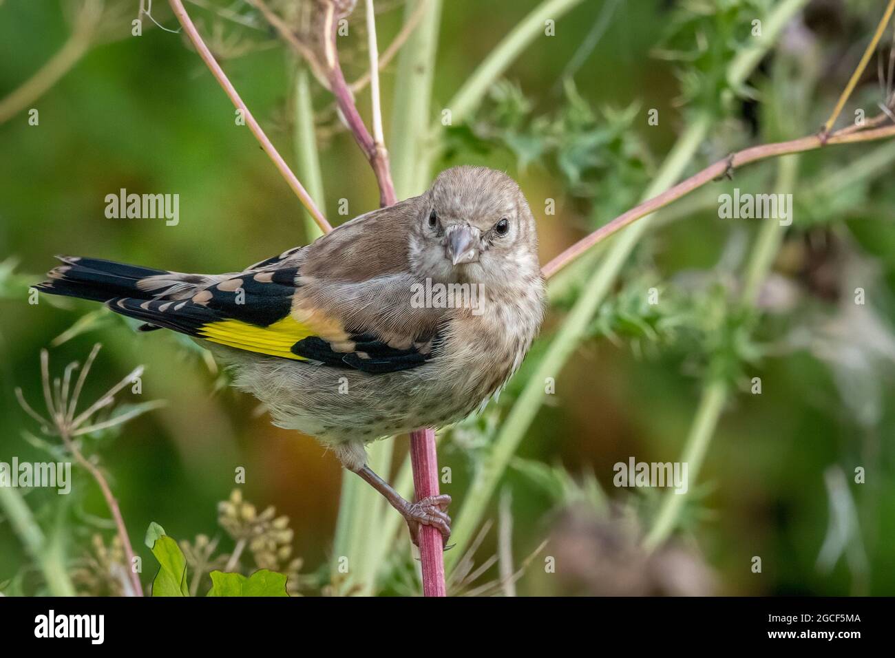 Eurasischer Goldfink (Carduelis carduelis) juvenil Stockfoto