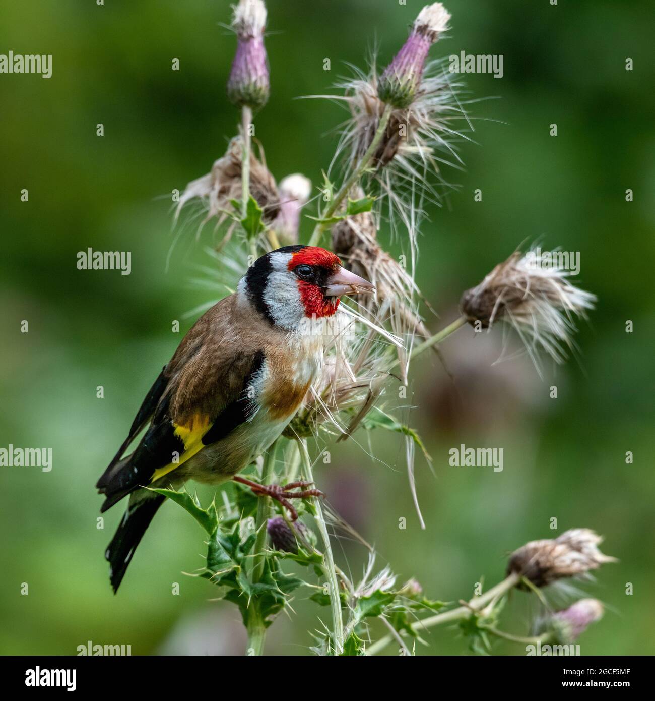 Eurasischer Goldfink (Carduelis carduelis), der Thistle Seeds frisst Stockfoto
