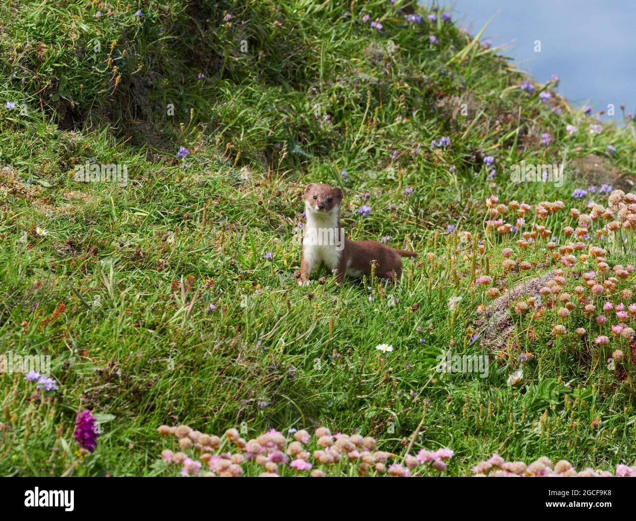 Am wenigsten Wiesel an der Nordküste der Highlands, Schottland, Großbritannien Stockfoto