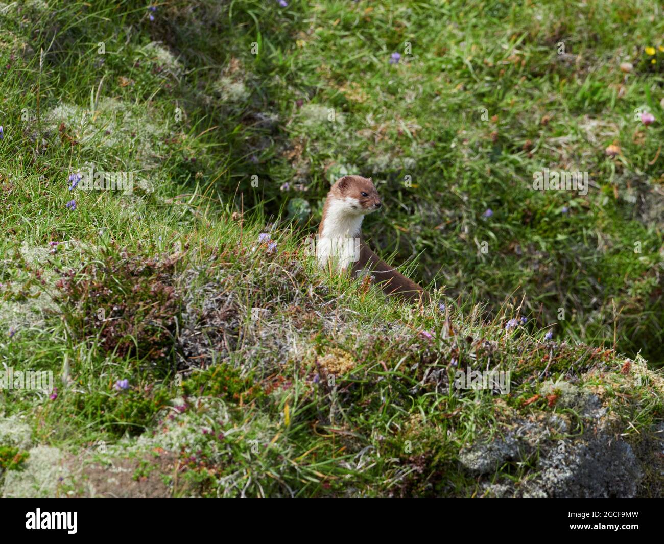 North Coast, Caithness, Scottish Highlands, Großbritannien Stockfoto