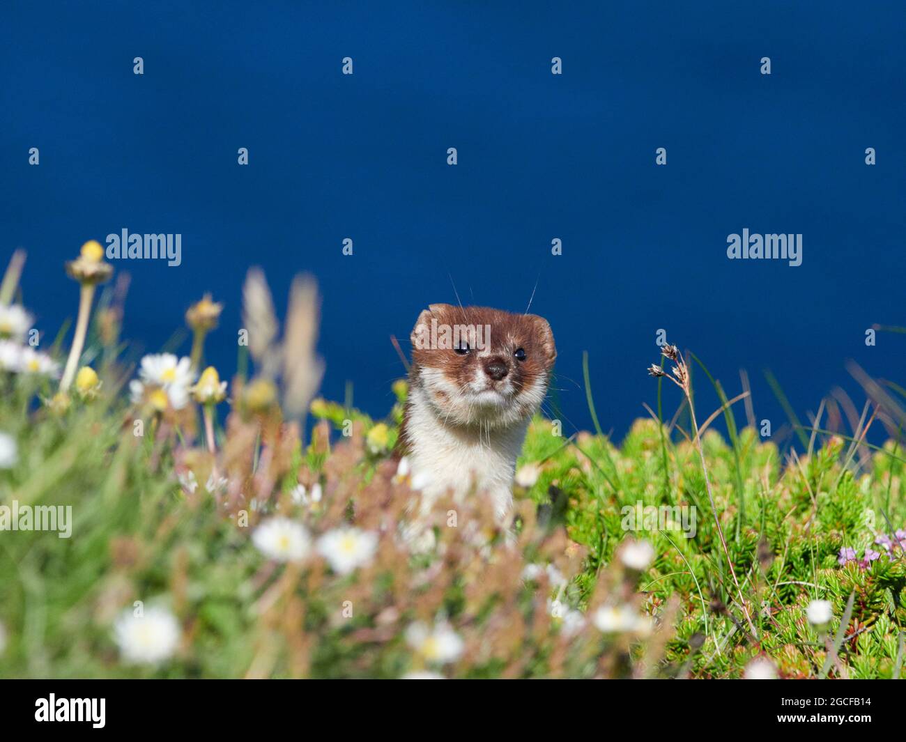 Am wenigsten Wiesel an der Nordküste der Highlands, Schottland, Großbritannien Stockfoto