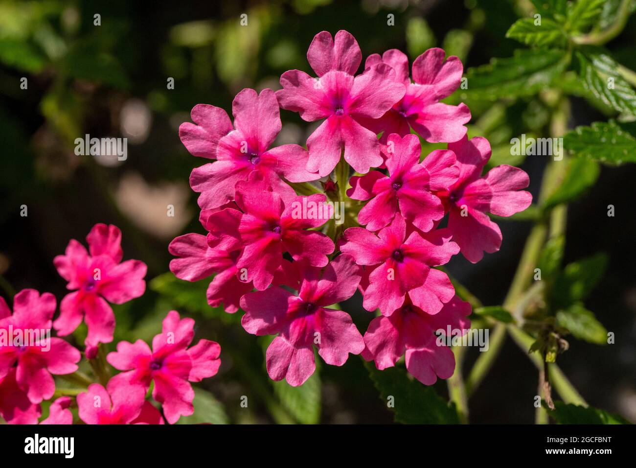Rote Blumen, Isola Madre, Stresa, Lago Maggiore, Piemont, Italien Stockfoto