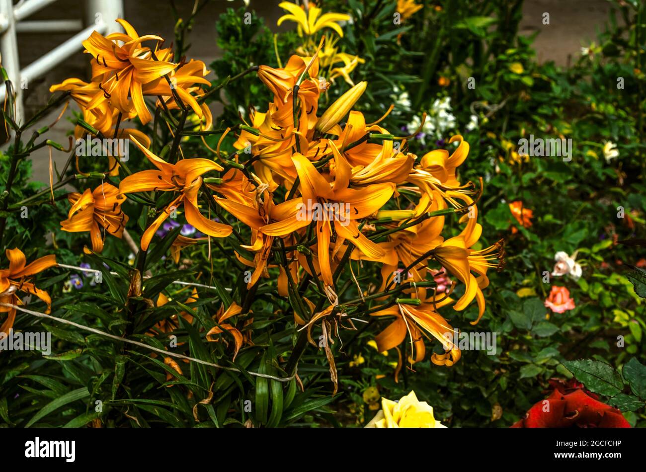 Ein großer Strauß großer oranger Lilien, mit einem Seil an den Zaun auf einem Blumenbeet im Garten gebunden, zwischen Büschen blühender Rosen Stockfoto
