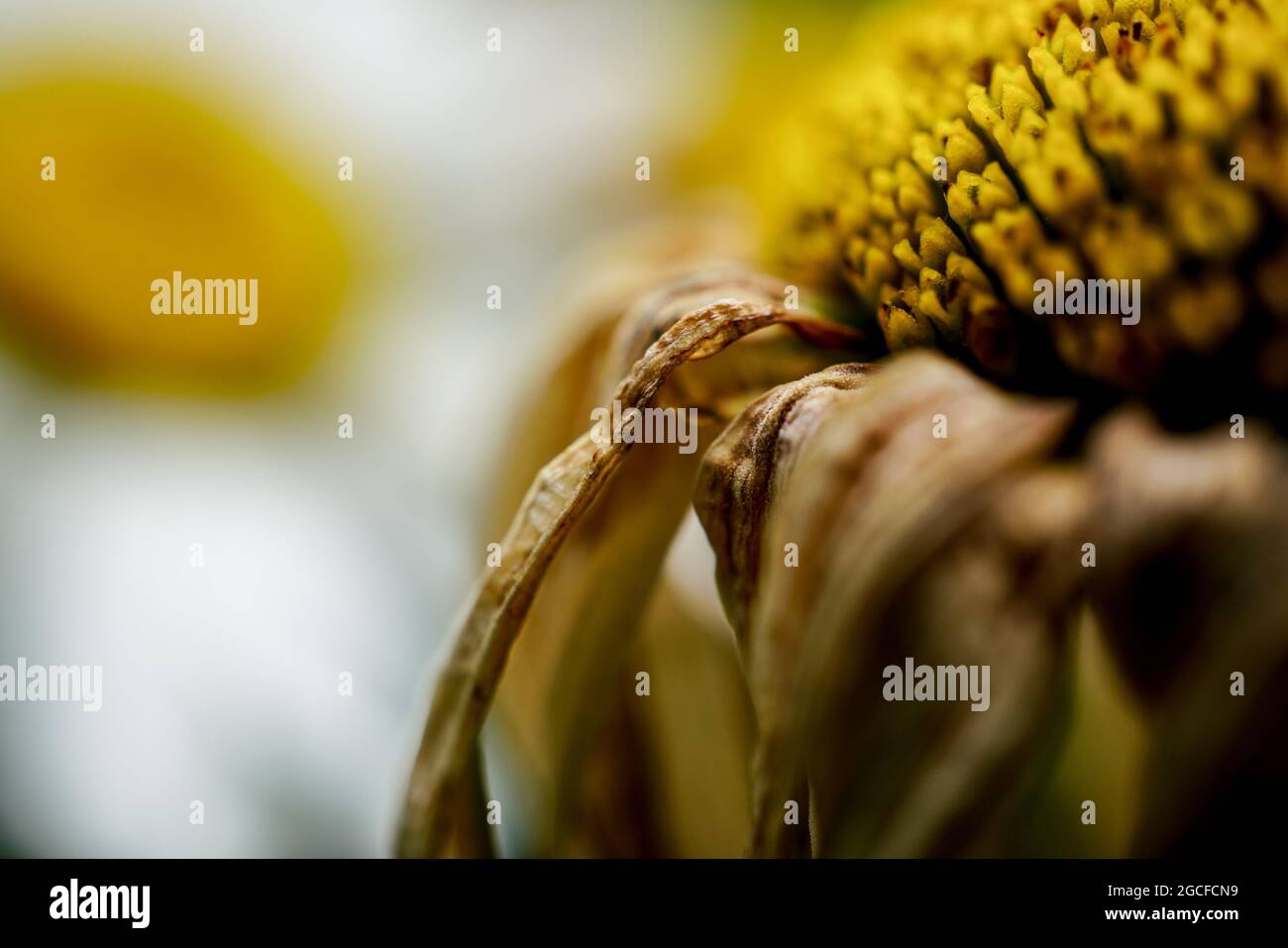 EINE VERBLASSENDE SHASTA-GÄNSEBLÜMCHEN BLÜHT IM MAKRO, DIE BLÄTTER BRÄUNEN, WÄHREND SIE STERBEN Stockfoto