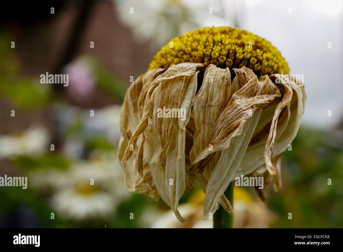 EINE VERBLASSENDE UND STERBENDE SHASTA DAISY, MIT DEN BLÄTTERN, DIE IM MAKRO GEBRÄUNT SIND Stockfoto