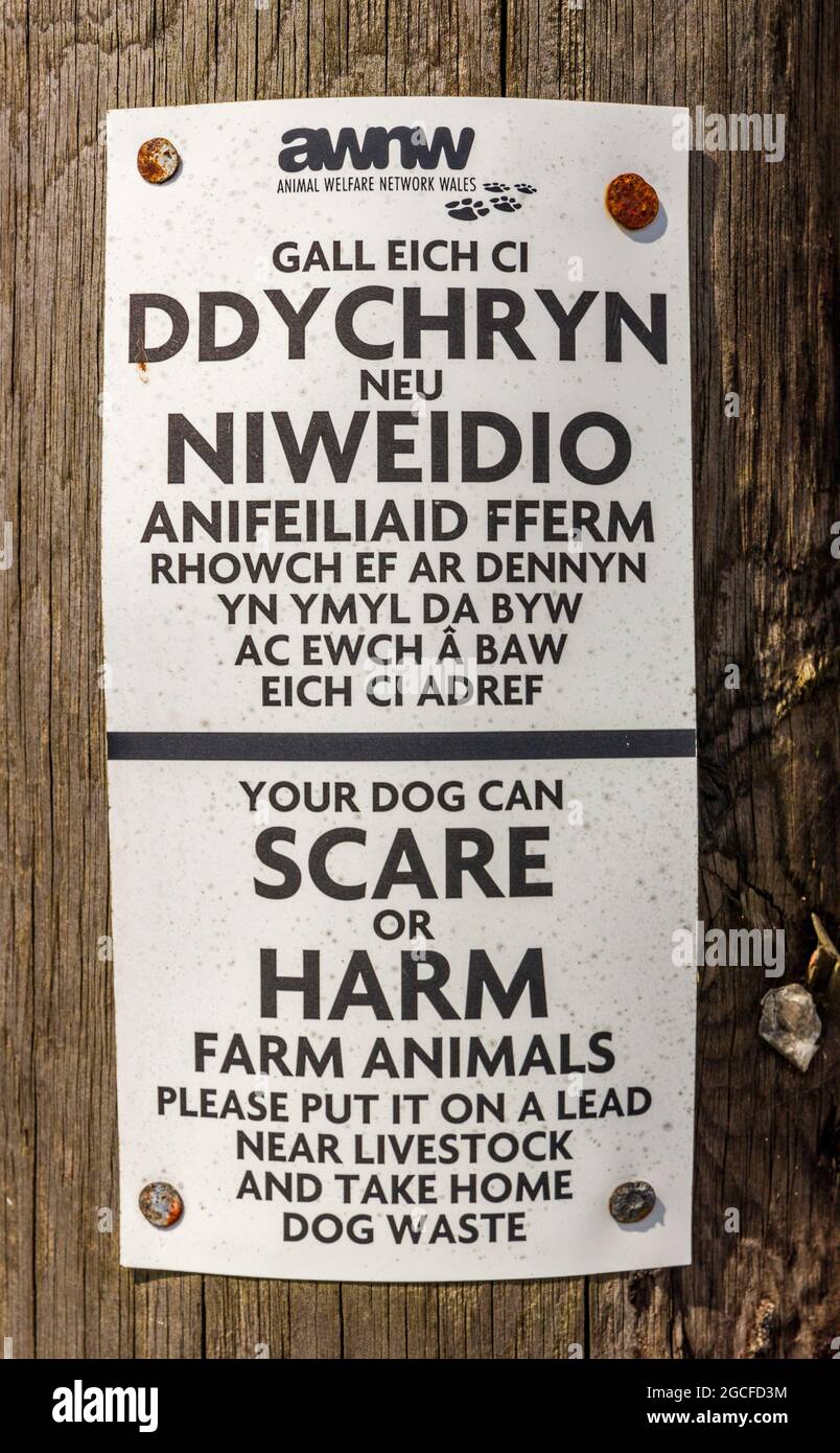 Hunde auf Bleischild Wales Stockfoto