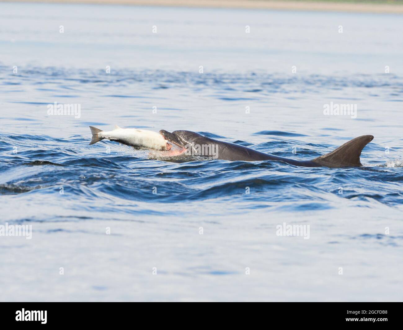 Der große Tümmler (Tursiops truncatus), der im Moray Firth einen Lachs isst, wurde vom Strand von Chanonry Point, Black Isle, Highlands, Schottland, aufgenommen Stockfoto