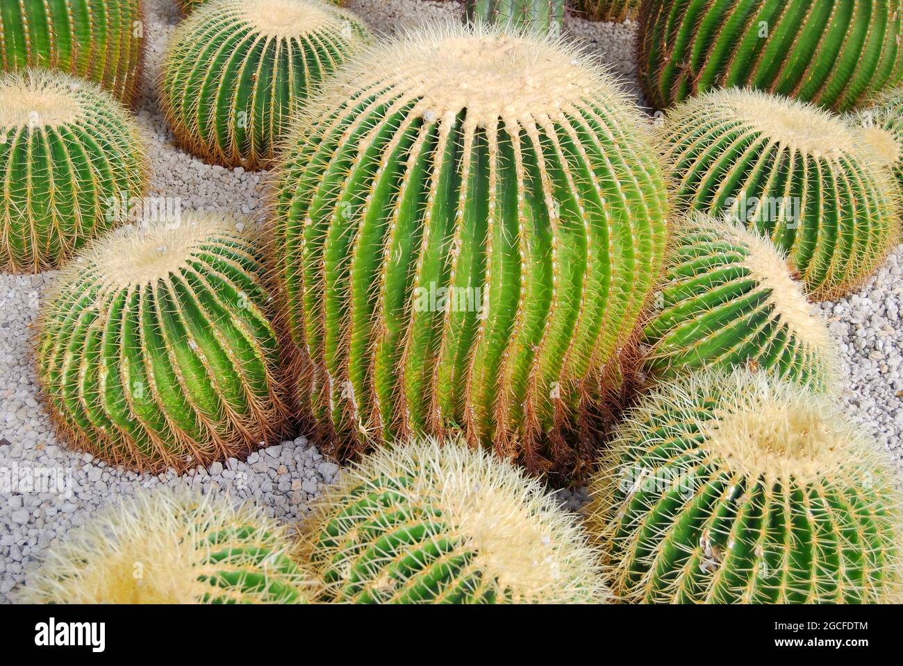 Echinocactus Grusonii Kaktus, Park Santiago V, Avenue de Las Americas,  Playa de Las Americas, Teneriffa, Kanarische Inseln, Spanien  Stockfotografie - Alamy