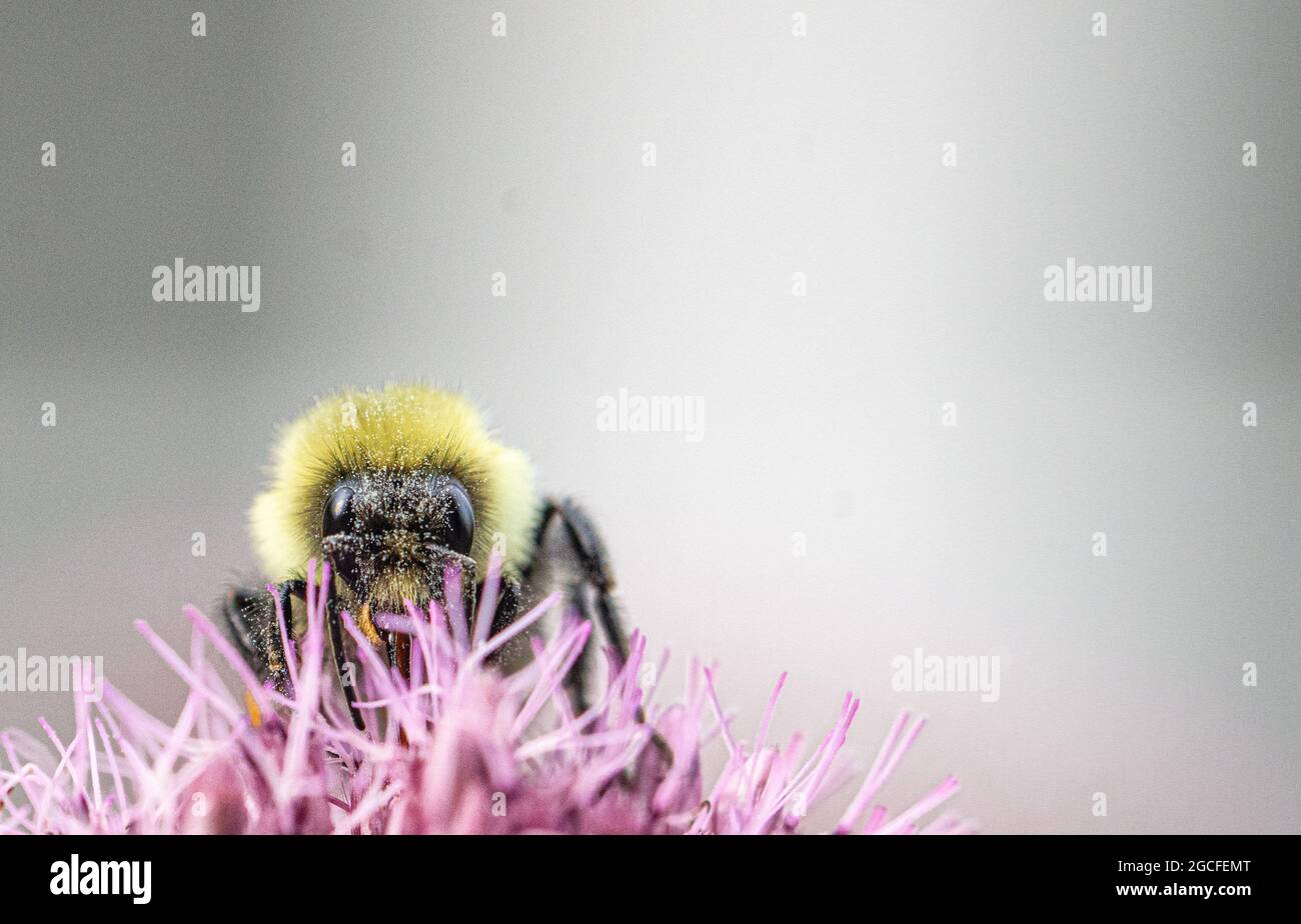 Makroansicht einer Hummel mit Pollen al über dem Gesicht. Nahaufnahme. Speicherplatz kopieren. Stockfoto