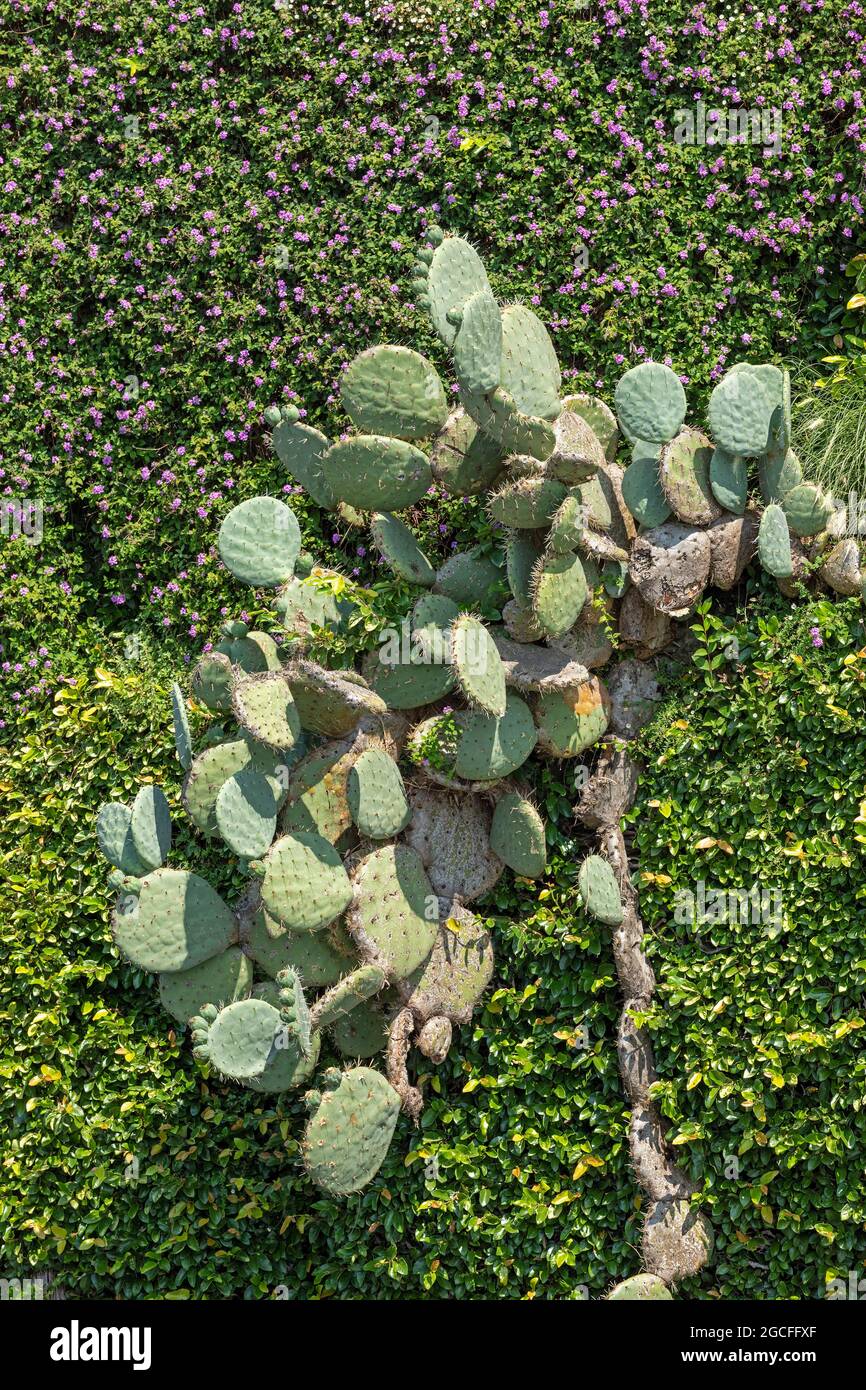 Kaktus, Isola Madre, Stresa, Lago Maggiore, Piemont, Italien Stockfoto