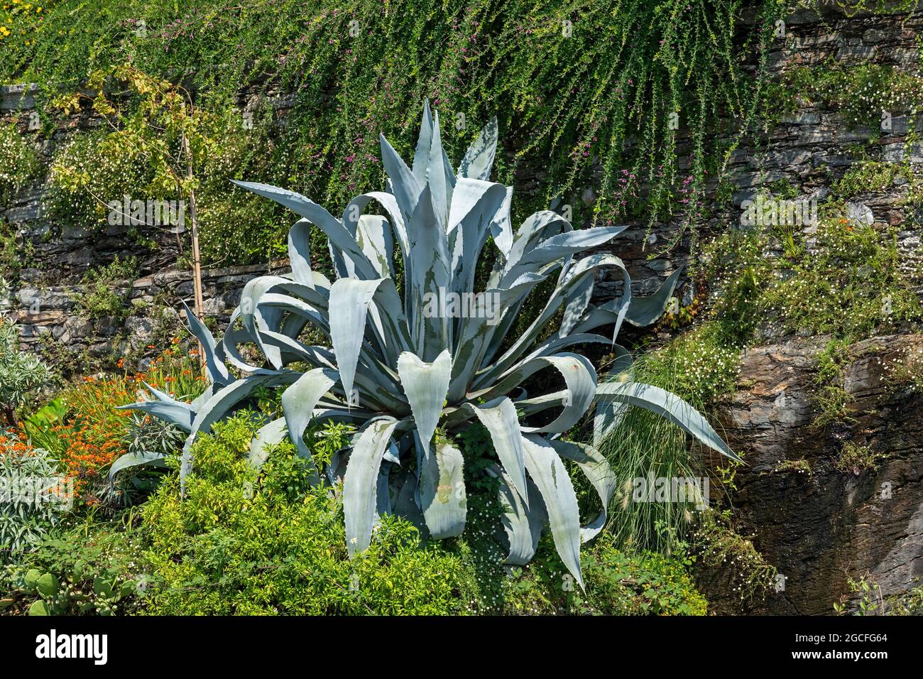 agave, Isola Madre, Stresa, Lago Maggiore, Piemont, Italien Stockfoto
