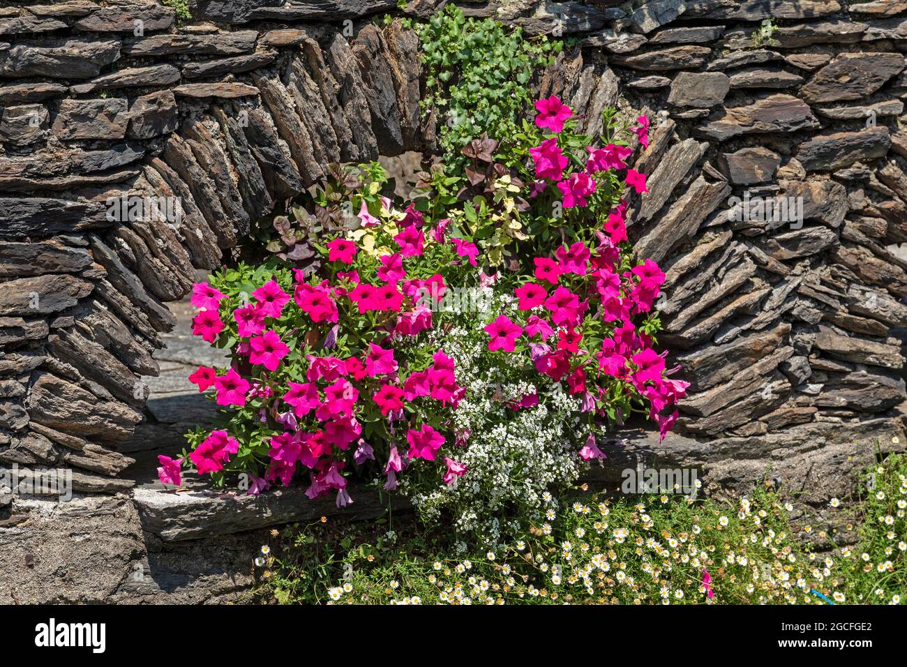 Blumen, Isola Madre, Stresa, Lago Maggiore, Piemont, Italien Stockfoto
