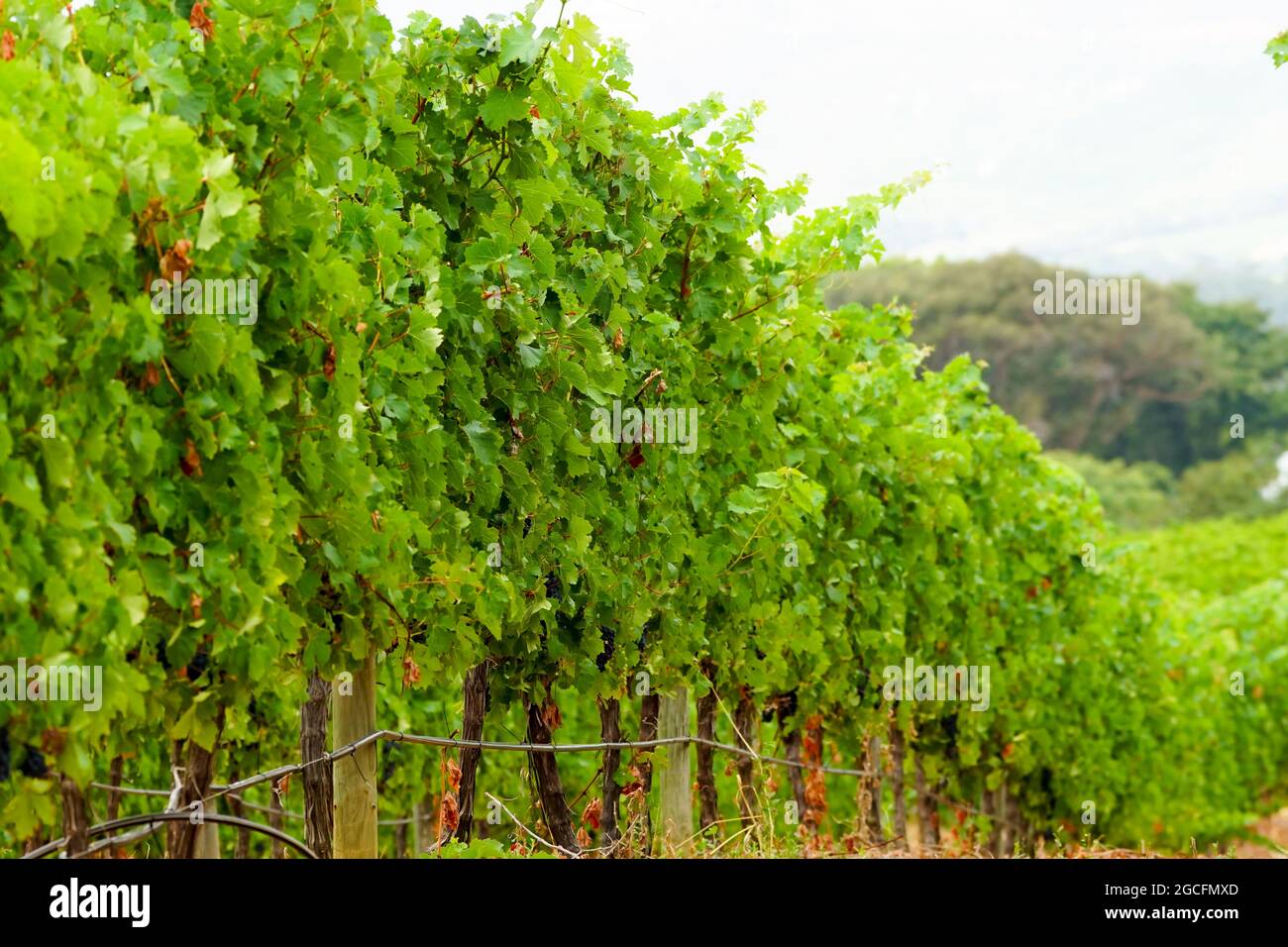 Nahaufnahme einer Weinrebenreihe oder Linie in einem Weinberg auf einer Weinfarm in Südafrika im Sommer mit grünen Blättern und schwarzen Trauben versteckt Stockfoto