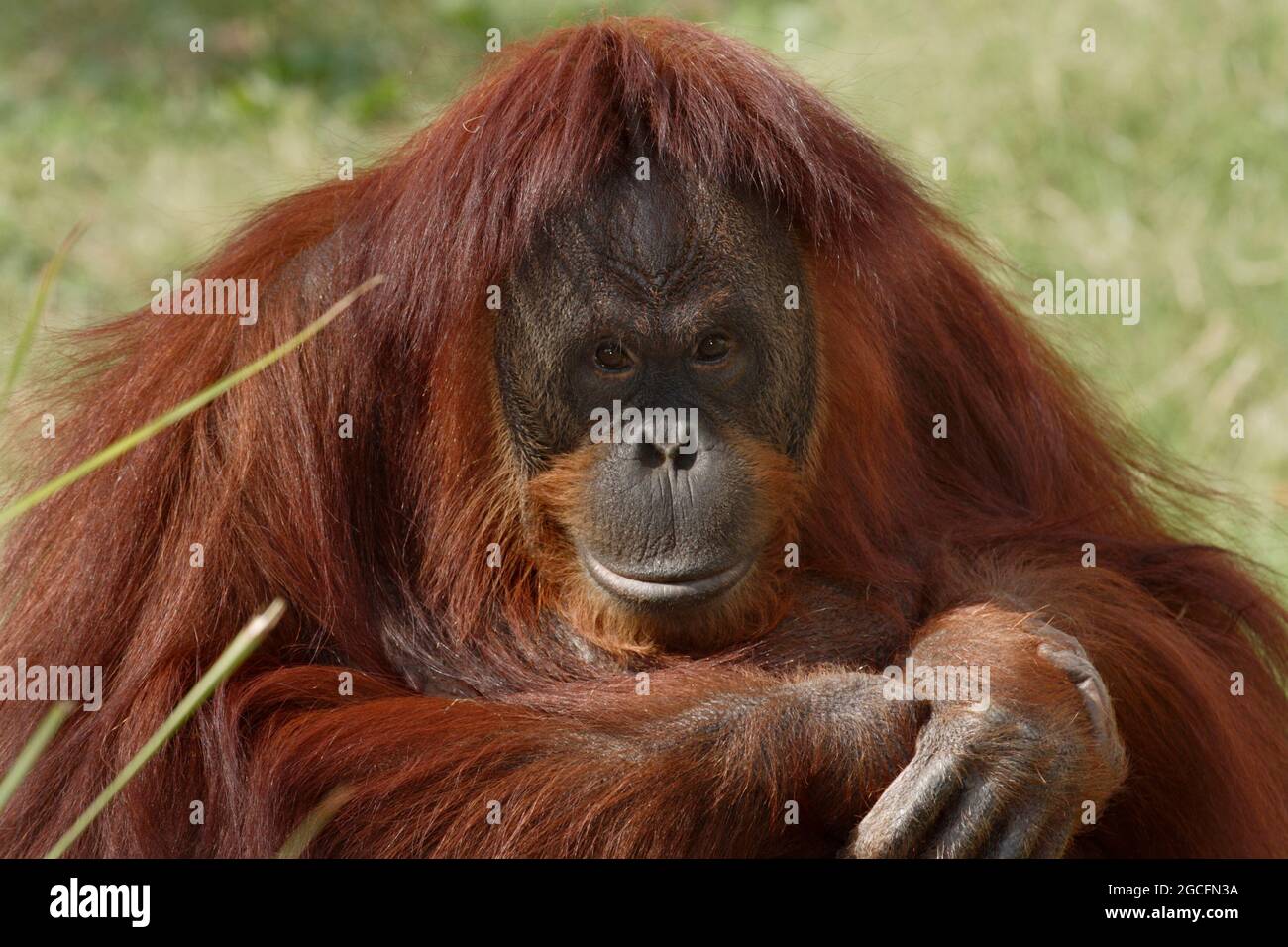 Nahaufnahme einer weiblichen Orangutan-Frau, Smithsonian National Zoological Park, Washington, DC, USA Stockfoto
