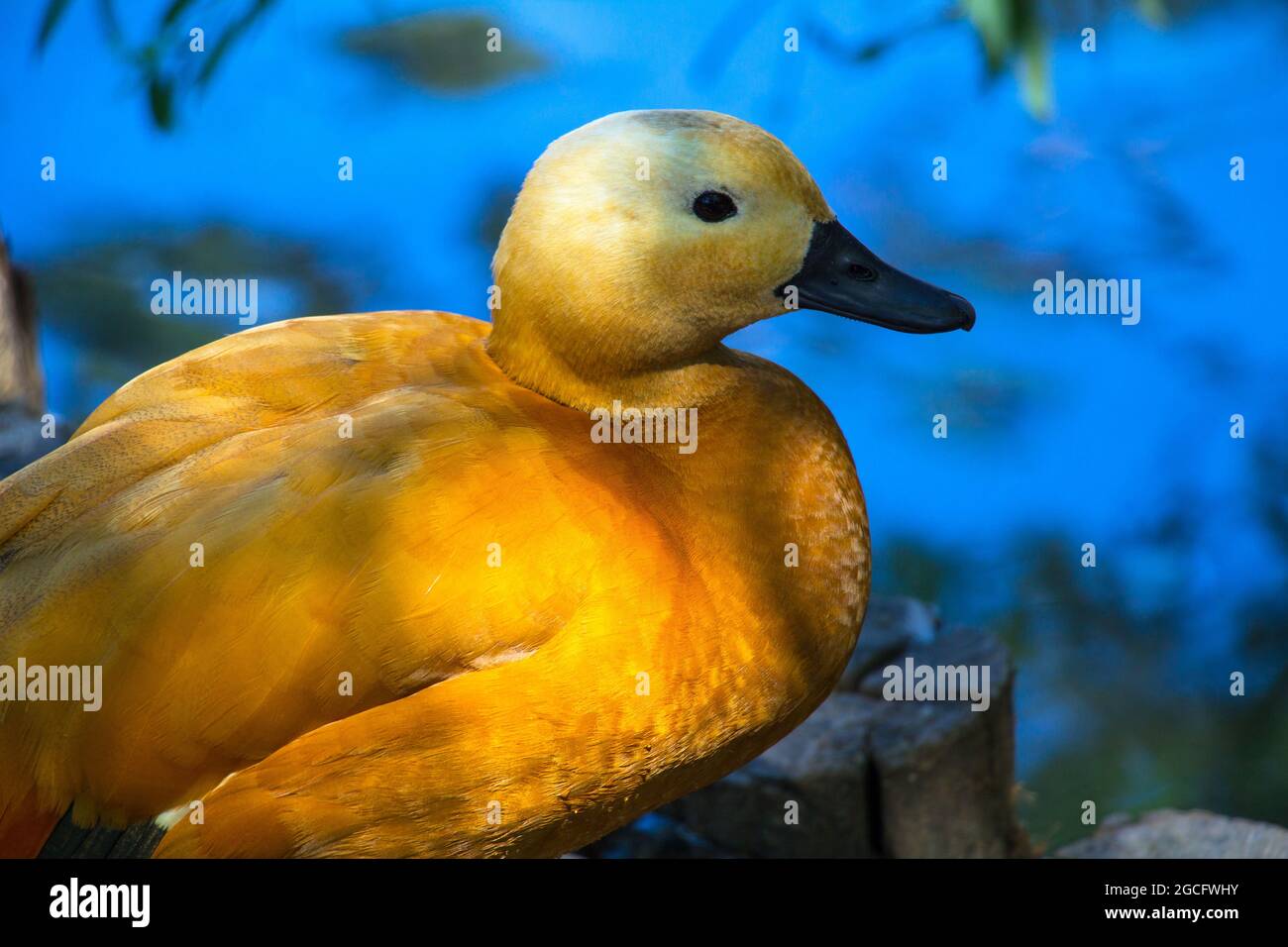 Die Ruddyente (Tadorna ferruginea), in Indien als Brahminyente bekannt, gehört zur Familie Anatidae. Stockfoto