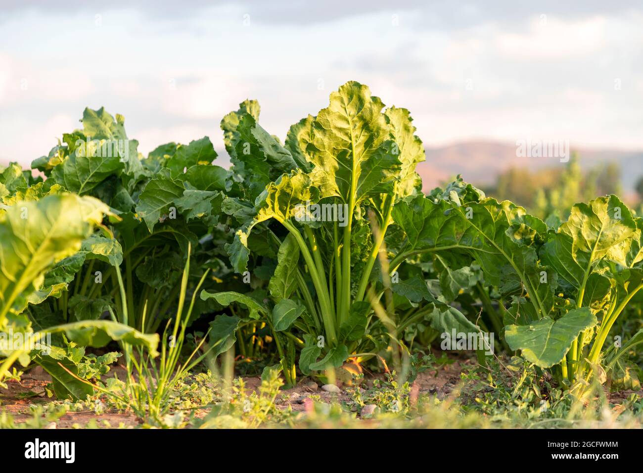 Zuckerrüben Schnitt mit Blättern Stockfoto